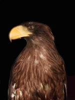 Opgezette Stellers zeearend VERKOCHT